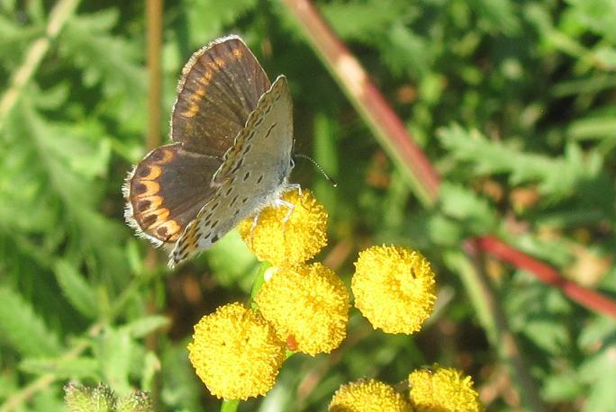 Lycaenidae da determinare